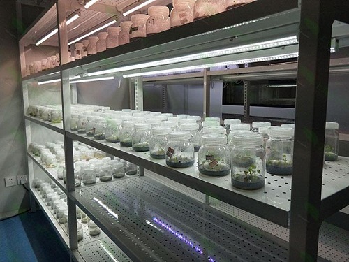 五常植物组织培养实验室设计建设方案